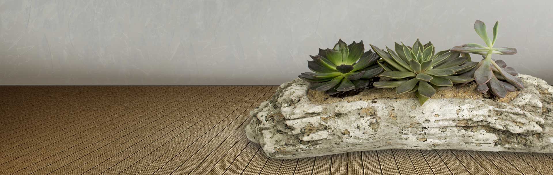 Succulent