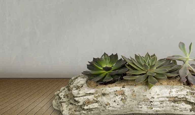 Succulent