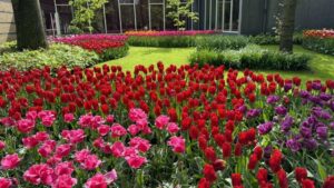 Keukenhof
