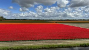 Keukenhof