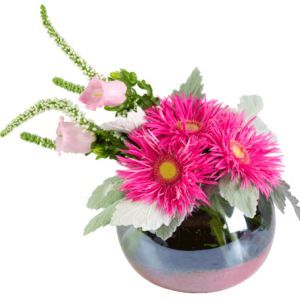 Spider Gerberas