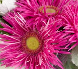 Spider Gerberas