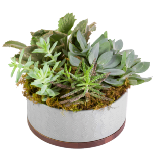Mickey's Succulent Garden