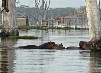 guard hippopotamus