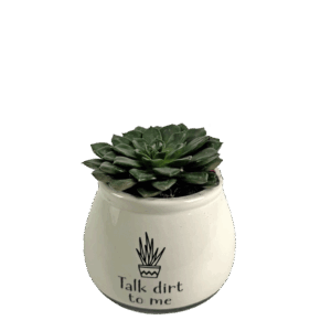 Love-Grows-Here-Succulent