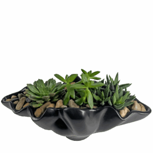 Modern Succulent Garden