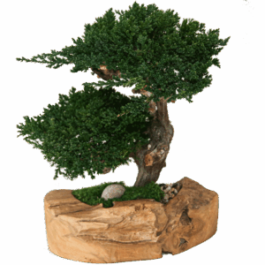 Preserved Juniper Bonsai in Teak Bowl