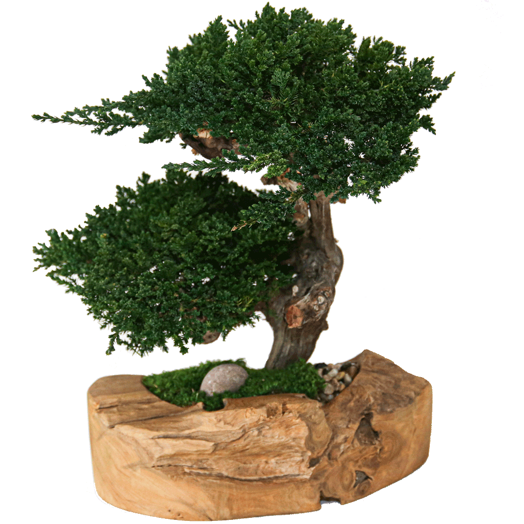 Preserved-Juniper-Bonsai-in-Teak-Bowl Preserved Juniper Bonsai in Teak Bowl