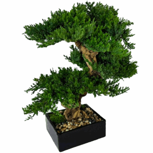 Triple Preserved Juniper Bonsai in Black Bowl