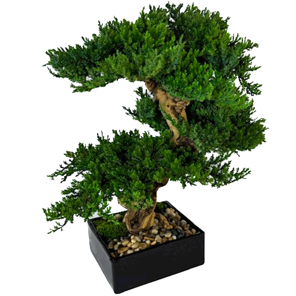 Triple-Preserved-Juniper-Bonsai-in-Black-Bowl Triple Preserved Juniper Bonsai in Black Bowl