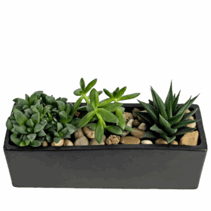 Urban Succulent Trio