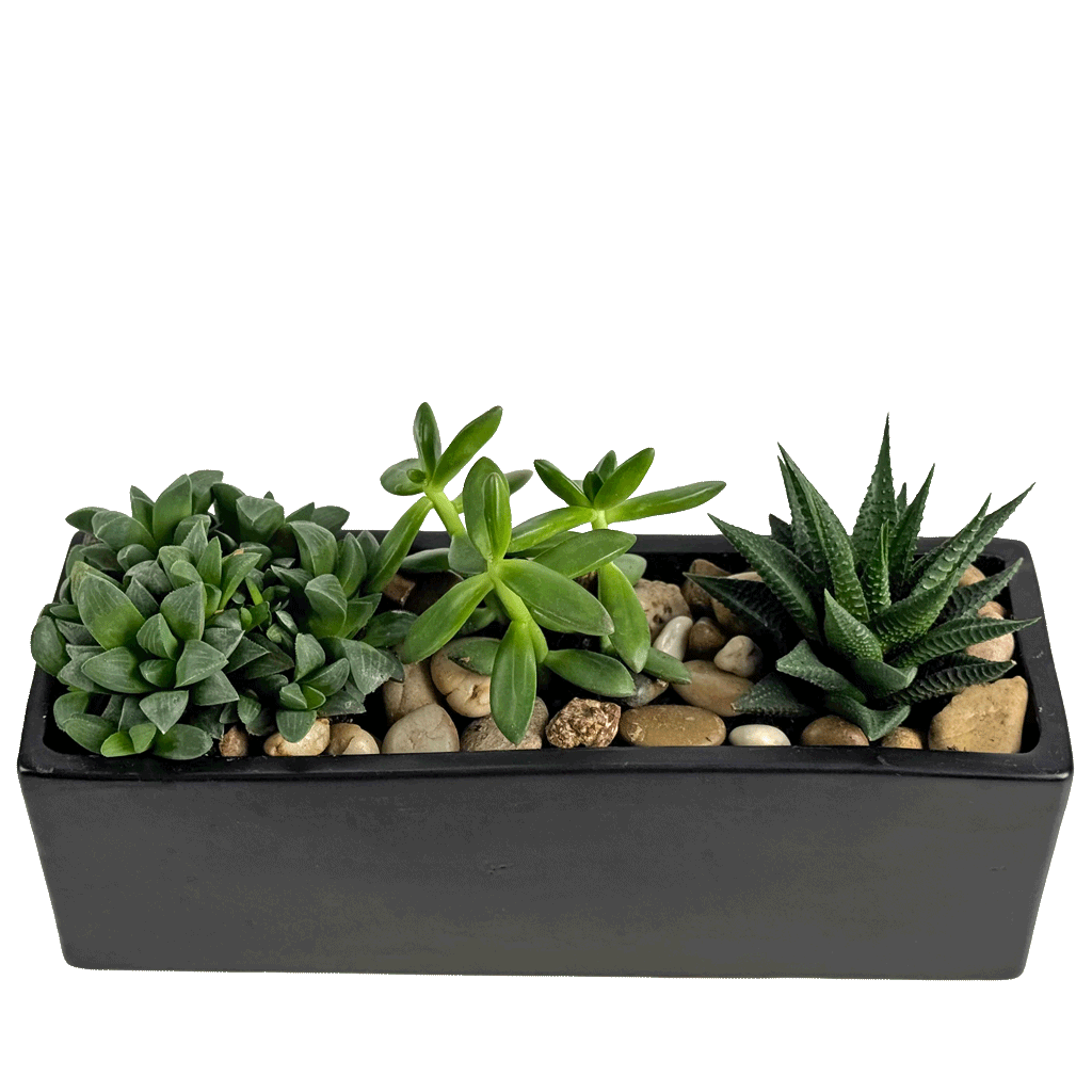 Urban Succulent Trio Urban Succulent Trio