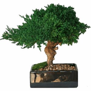 Single Preserved Monterey Bonsai