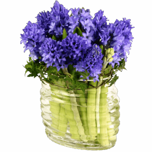 Violet Whisper Hyacinths