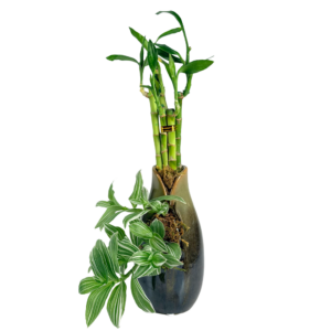 Lucky Bamboo & Tradescantia in Modern Ceramic Vase