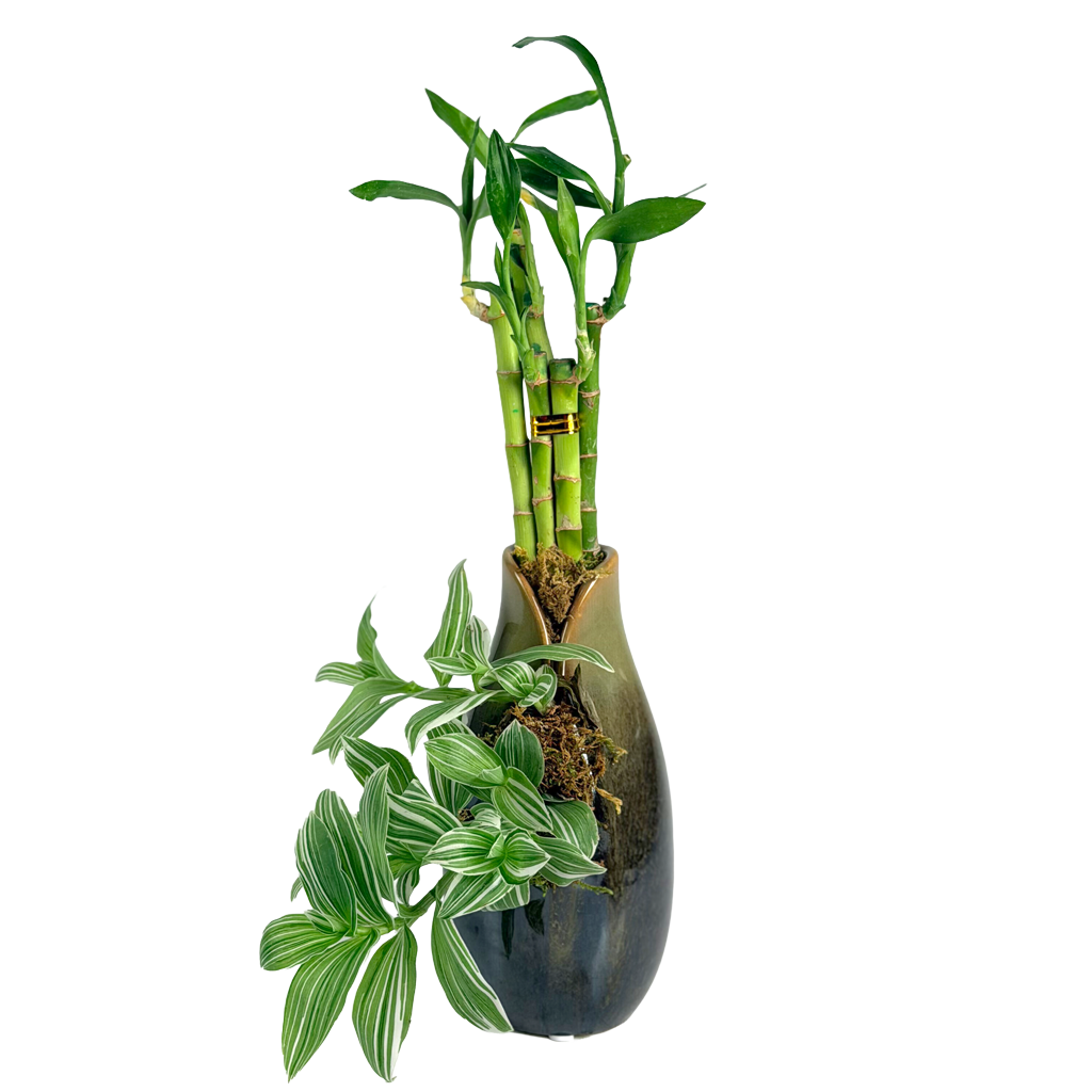 Lucky bamboo and Tradescantia Lucky Bamboo & Tradescantia in Modern Ceramic Vase
