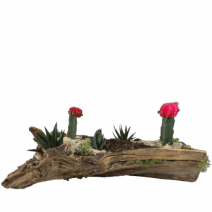 Desert Driftwood Cactus Garden