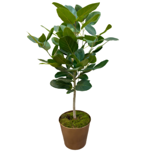 Ficus Audrey Tree in Bronze Planter