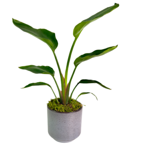 Strelitzia (Bird of Paradise) in Grey Ceramic Planter